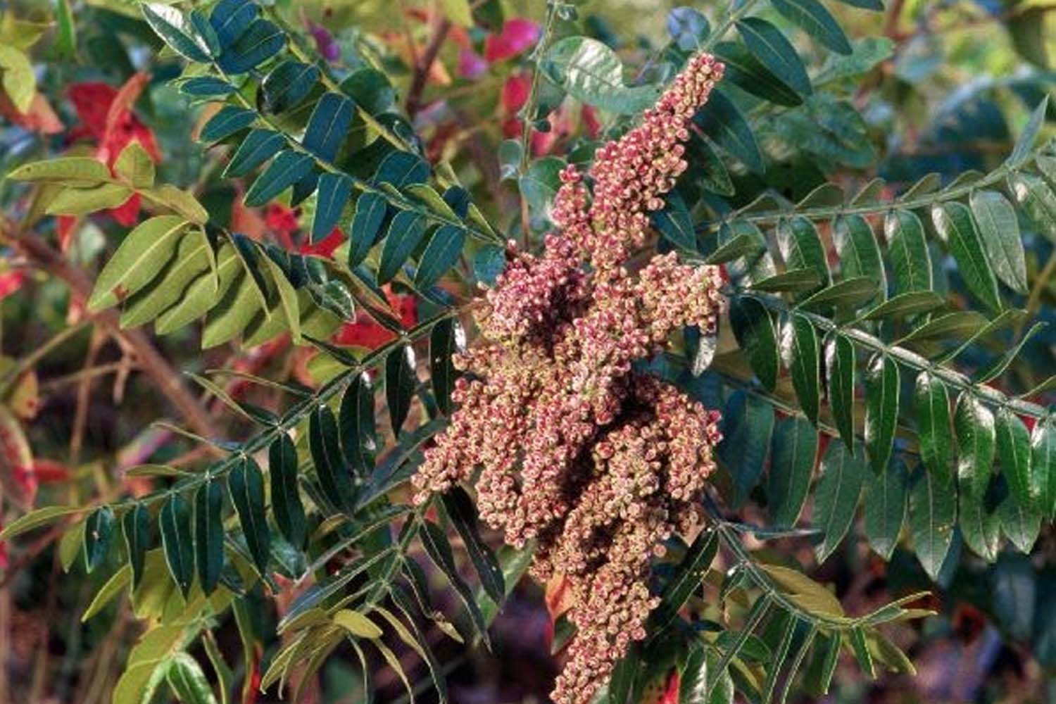 Winged Sumac Tree Plantings Suffolk Hydroseeding.com 